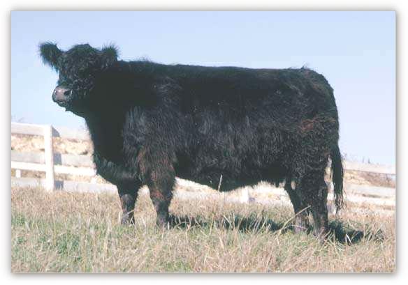 miniature purebred Galloway